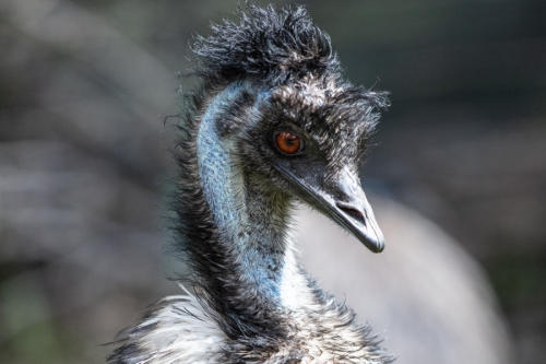 Caversham Wildlife Park